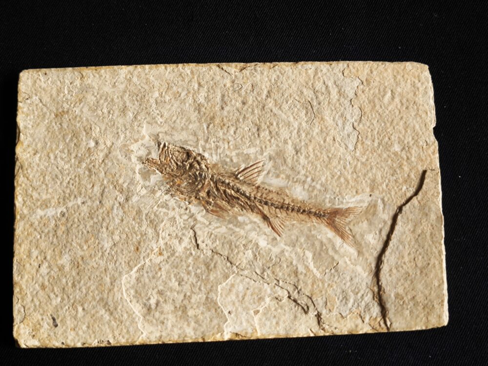 Fisch, Dapalis macrurus, Oligozän, Cereste, Südfrankreich