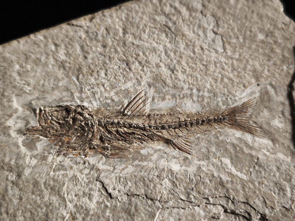 Fisch, Dapalis macrurus, Oligozän, Cereste, Südfrankreich