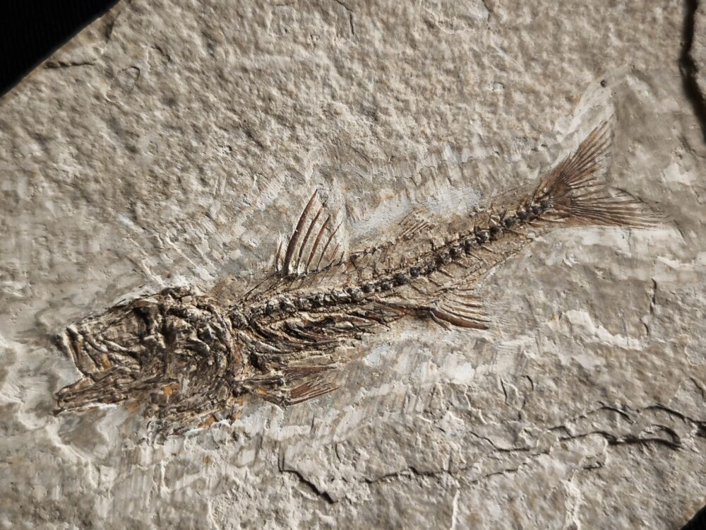 Fisch, Dapalis macrurus, Oligozän, Cereste, Südfrankreich