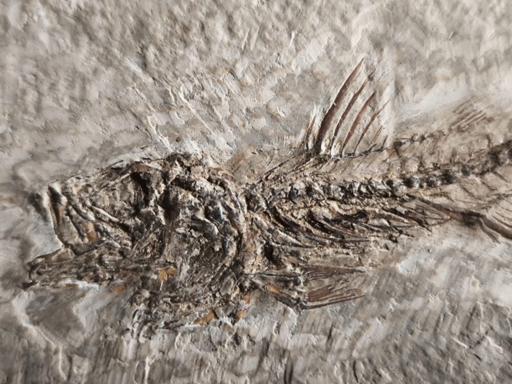 Fisch, Dapalis macrurus, Oligozän, Cereste, Südfrankreich