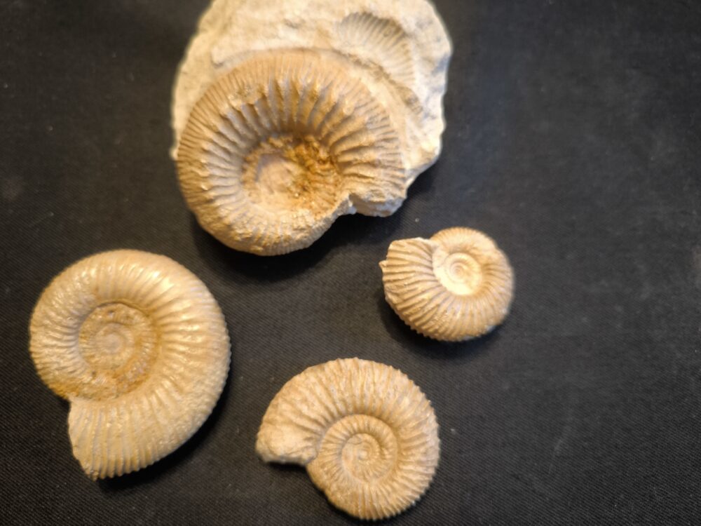 Konvolut aus dem Dogger, Garantianazone von La Jeandonnière, Frankreich