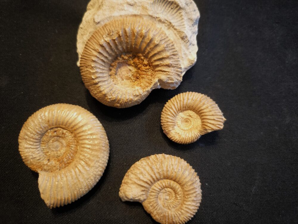 Konvolut aus dem Dogger, Garantianazone von La Jeandonnière, Frankreich