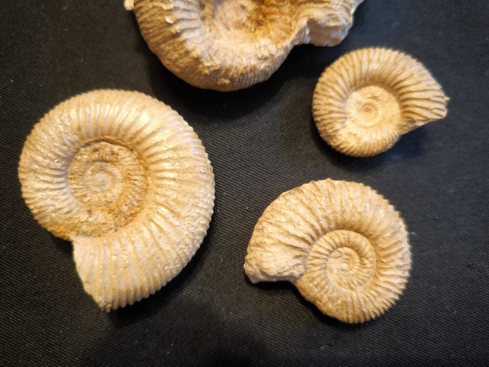 Konvolut aus dem Dogger, Garantianazone von La Jeandonnière, Frankreich