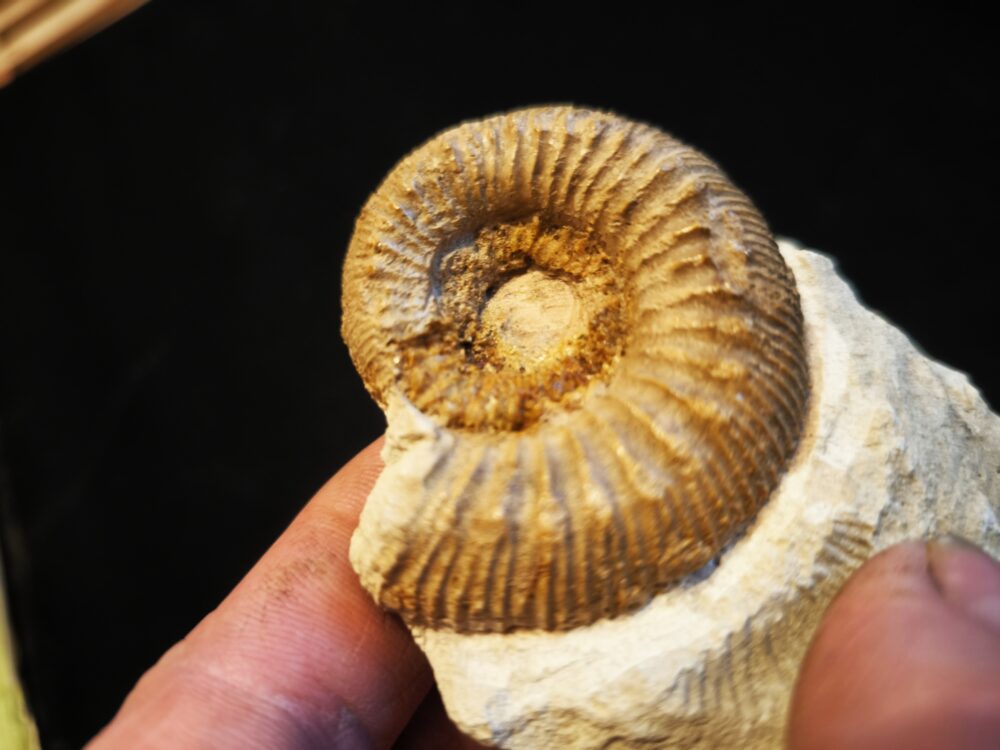 Konvolut aus dem Dogger, Garantianazone von La Jeandonnière, Frankreich