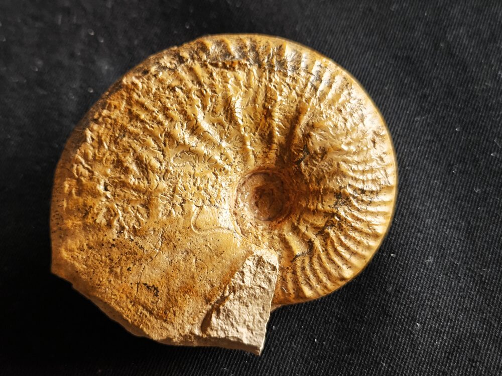 Taramelliceras kobyi wegeli, Malm, Lauterhofen