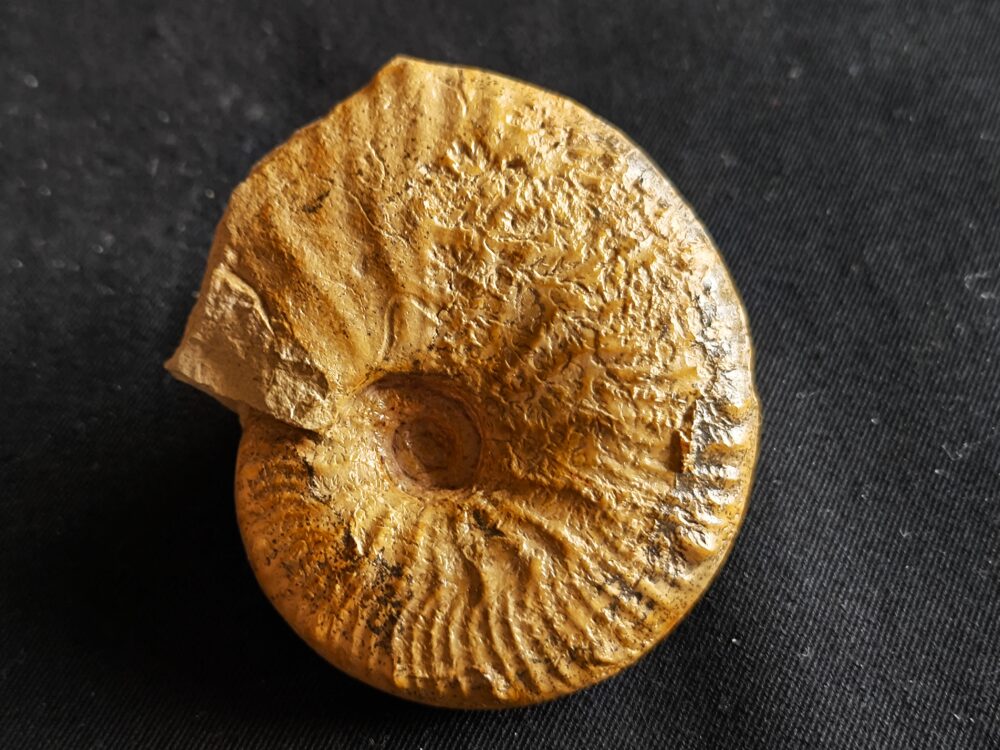 Taramelliceras kobyi wegeli, Malm, Lauterhofen