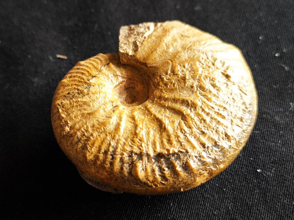 Taramelliceras kobyi wegeli, Malm, Lauterhofen