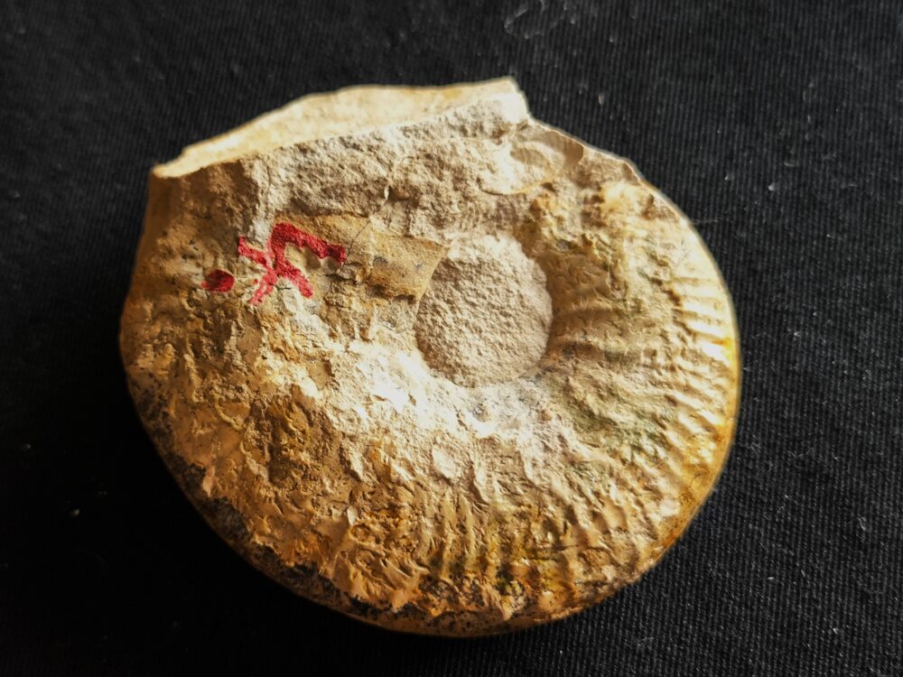 Taramelliceras kobyi wegeli, Malm, Lauterhofen