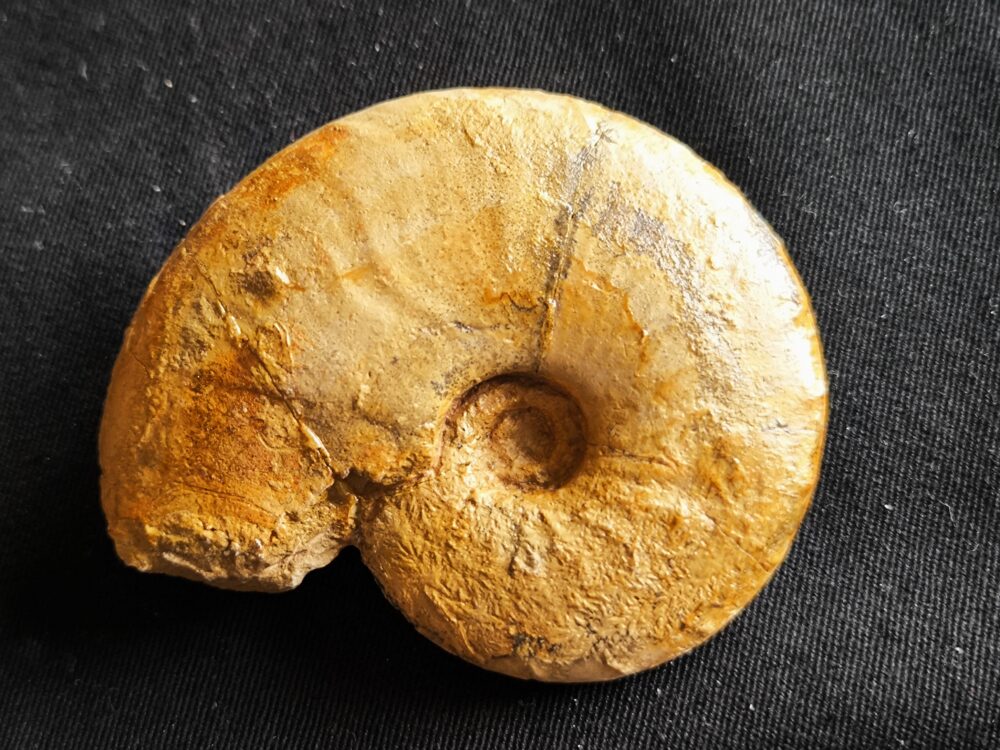 Metahaploceras strombecki