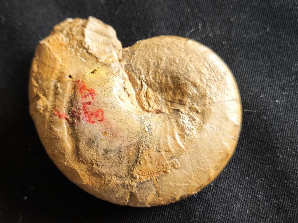 Metahaploceras strombecki