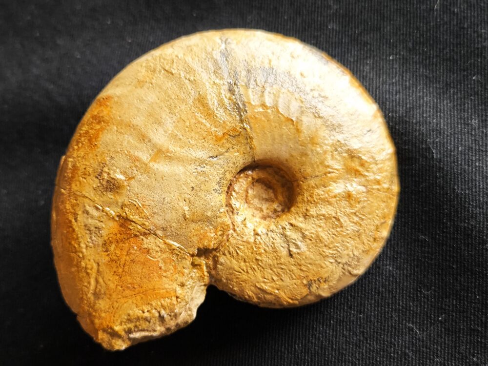 Metahaploceras strombecki