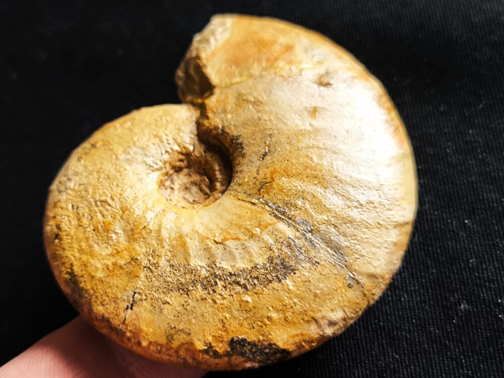 Metahaploceras strombecki