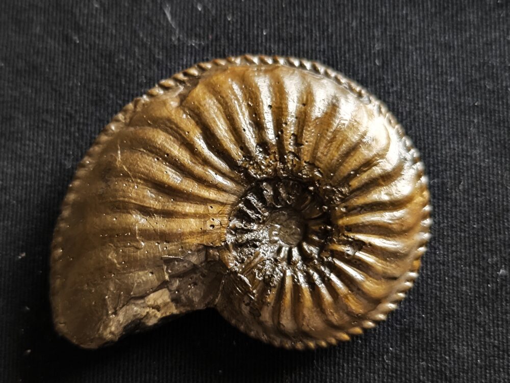 Amaltheus margaritatus, Lias, Kirchheim / Teck  * reserviert *