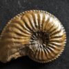 Amaltheus margaritatus, Lias, Kirchheim / Teck  * reserviert *