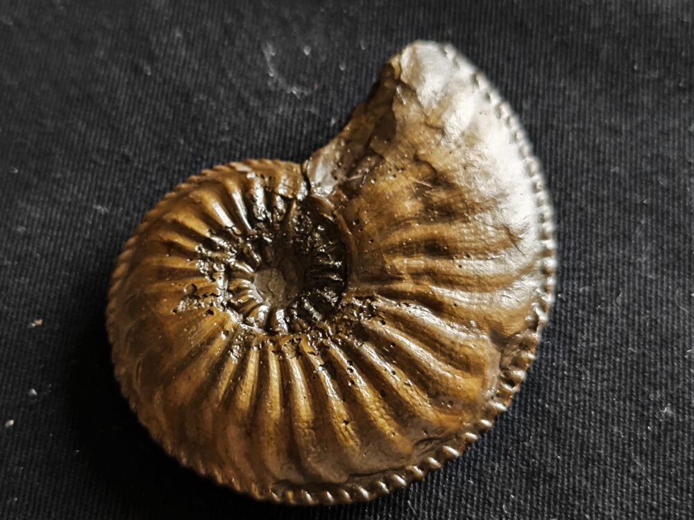 Amaltheus margaritatus, Lias, Kirchheim / Teck  * reserviert *