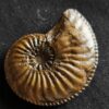 Amaltheus margaritatus, Lias, Kirchheim / Teck  * reserviert *
