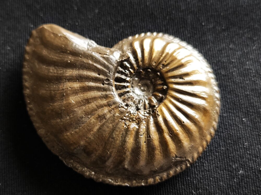 Amaltheus margaritatus, Lias, Kirchheim / Teck  * reserviert *