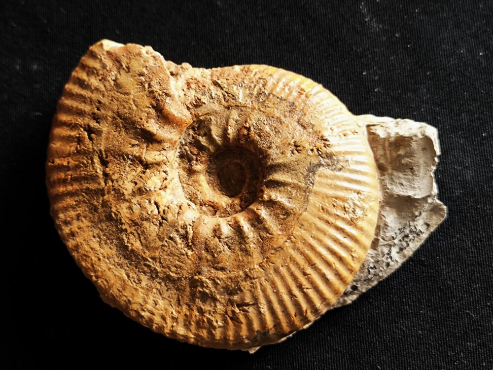 seltene Rasenia gothica, Malm, Obernheim, südw. Schwäbische Alb