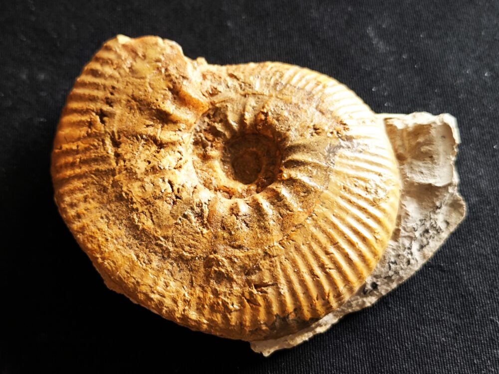 seltene Rasenia gothica, Malm, Obernheim, südw. Schwäbische Alb