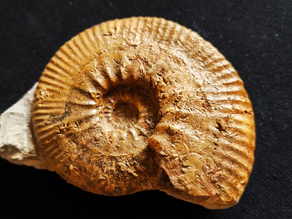 seltene Rasenia gothica, Malm, Obernheim, südw. Schwäbische Alb