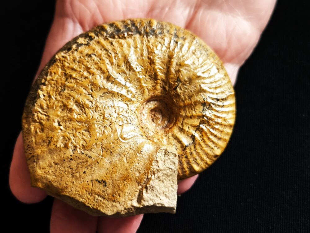 Taramelliceras kobyi wegeli, Malm, Lauterhofen