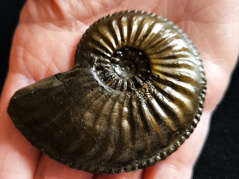 Amaltheus margaritatus, Lias, Kirchheim / Teck  * reserviert *