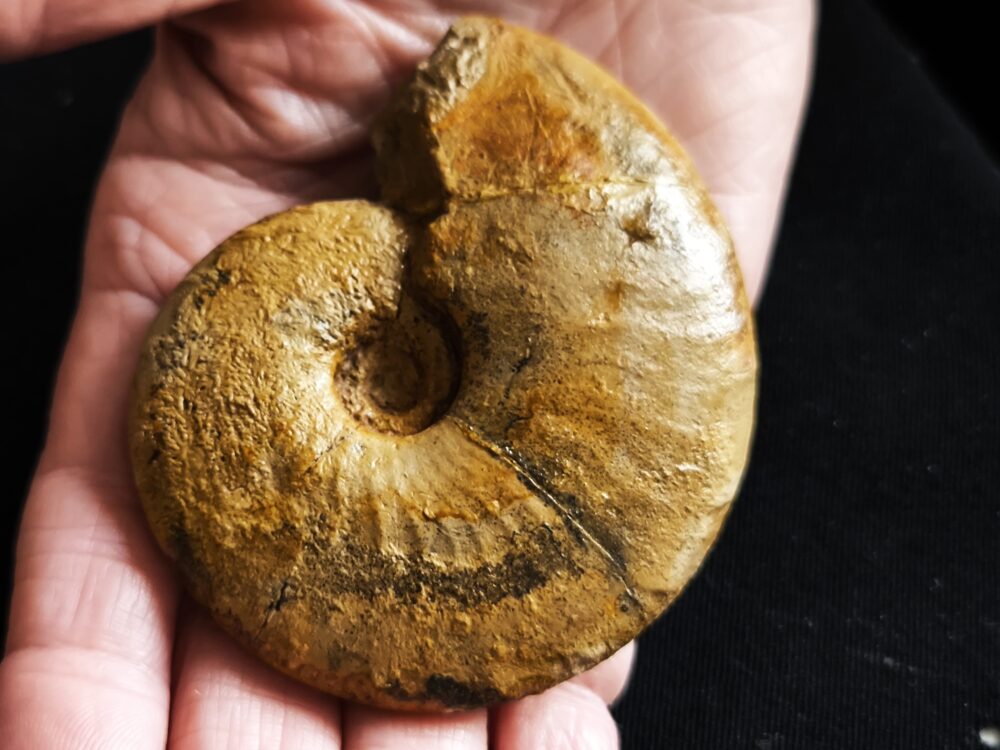 Metahaploceras strombecki