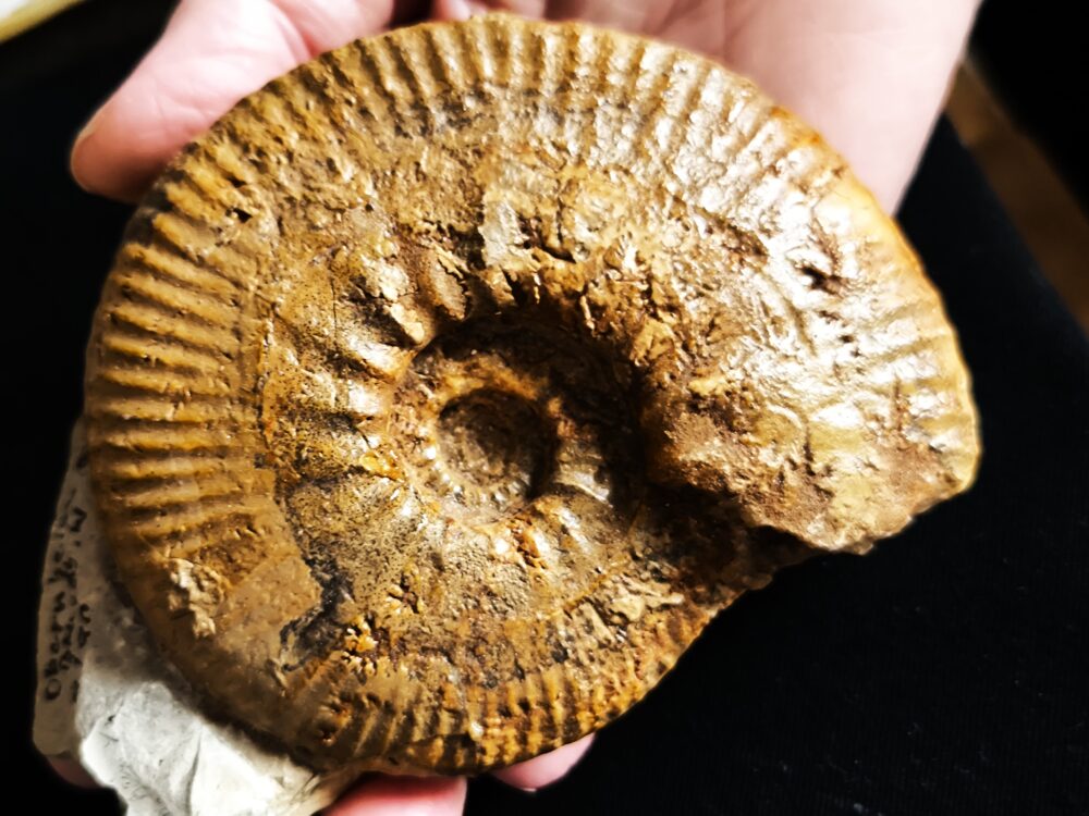 seltene Rasenia gothica, Malm, Obernheim, südw. Schwäbische Alb