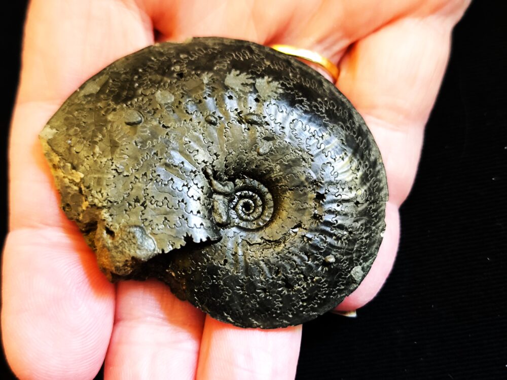 Topexemplar eines Oxynoticeras oxynotum, Lias, Heiningen  * reserviert *