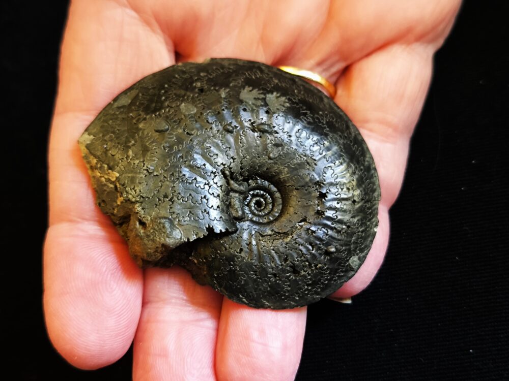 Topexemplar eines Oxynoticeras oxynotum, Lias, Heiningen  * reserviert *