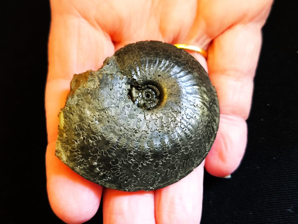 Topexemplar eines Oxynoticeras oxynotum, Lias, Heiningen  * reserviert *