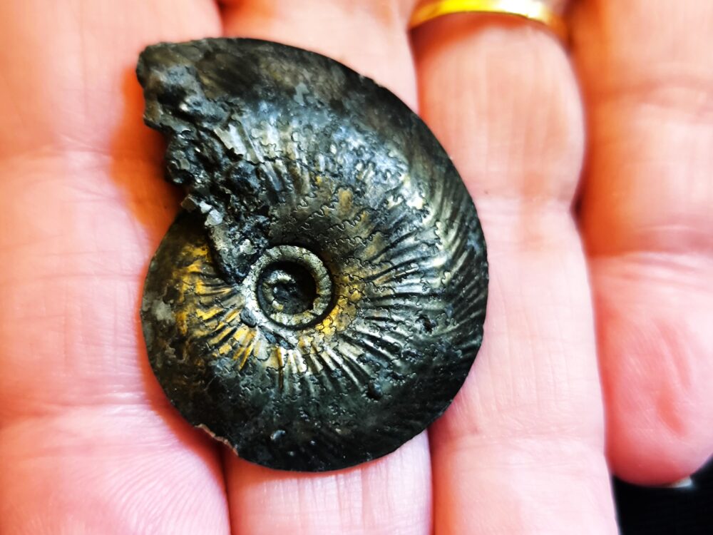 Sehr gutes Exemplar eines Oxynoticeras oxynotum, Lias, Heiningen