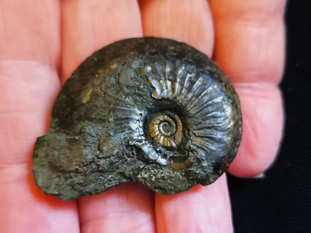 Zwei Exemplare von Oxynoticeras oxynotum, Lias, Heiningen