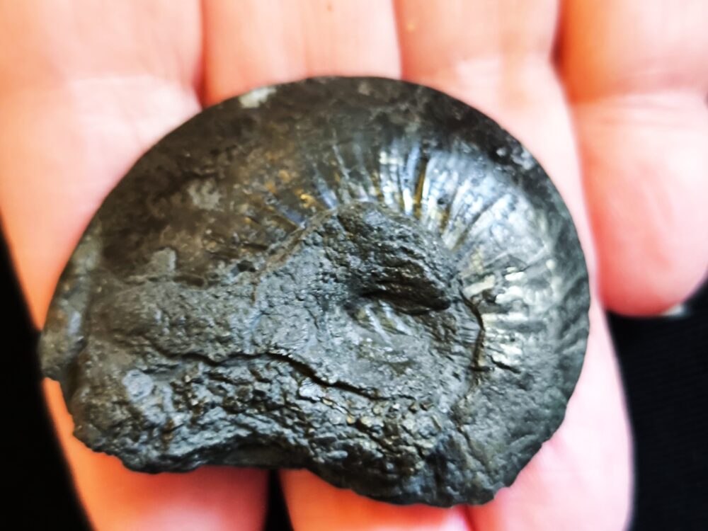 Zwei Exemplare von Oxynoticeras oxynotum, Lias, Heiningen