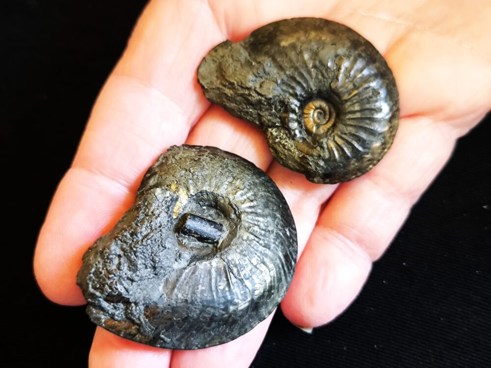 Zwei Exemplare von Oxynoticeras oxynotum, Lias, Heiningen