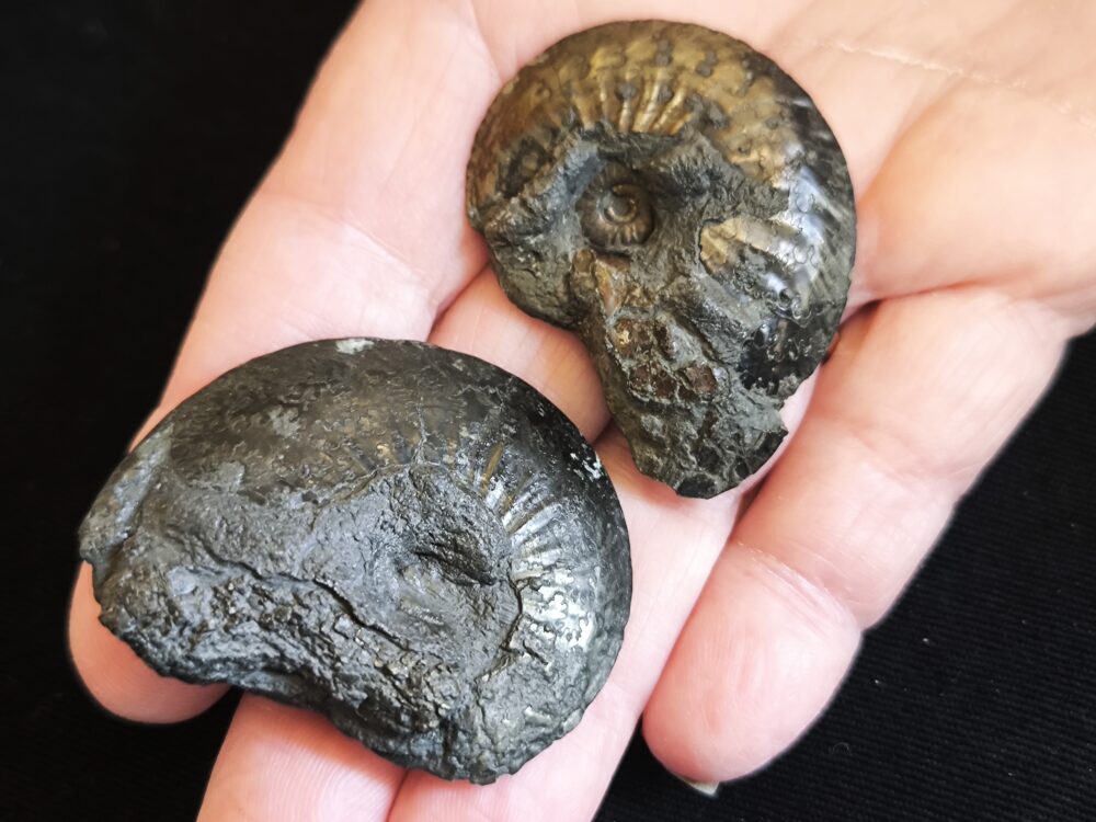 Zwei Exemplare von Oxynoticeras oxynotum, Lias, Heiningen