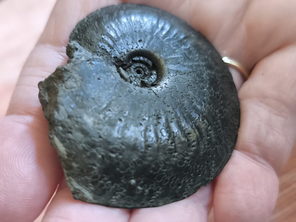 Topexemplar eines Oxynoticeras oxynotum, Lias, Heiningen  * reserviert *