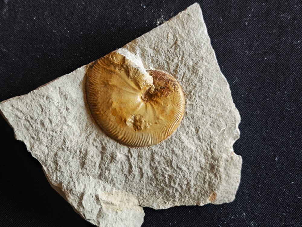 Streblites tenuilobatus in sehr schöner Erhaltung, Malm, Nusplingen, Bäratal