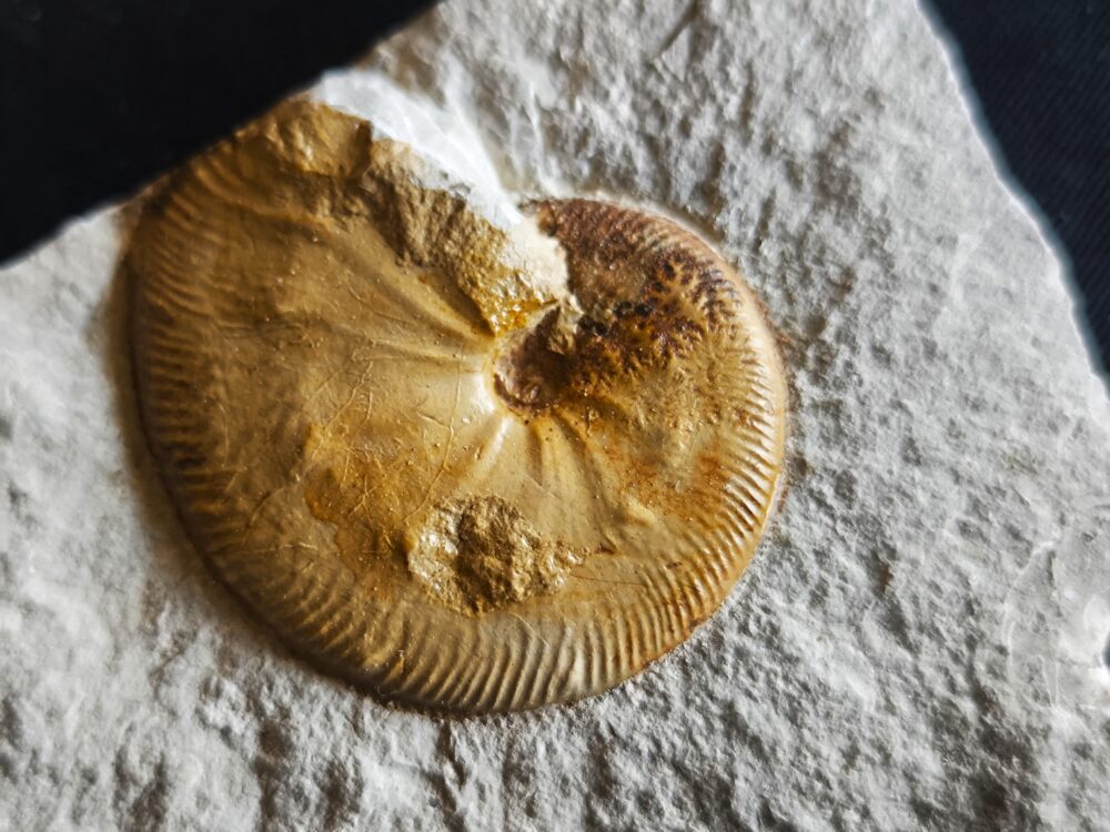 Streblites tenuilobatus in sehr schöner Erhaltung, Malm, Nusplingen, Bäratal