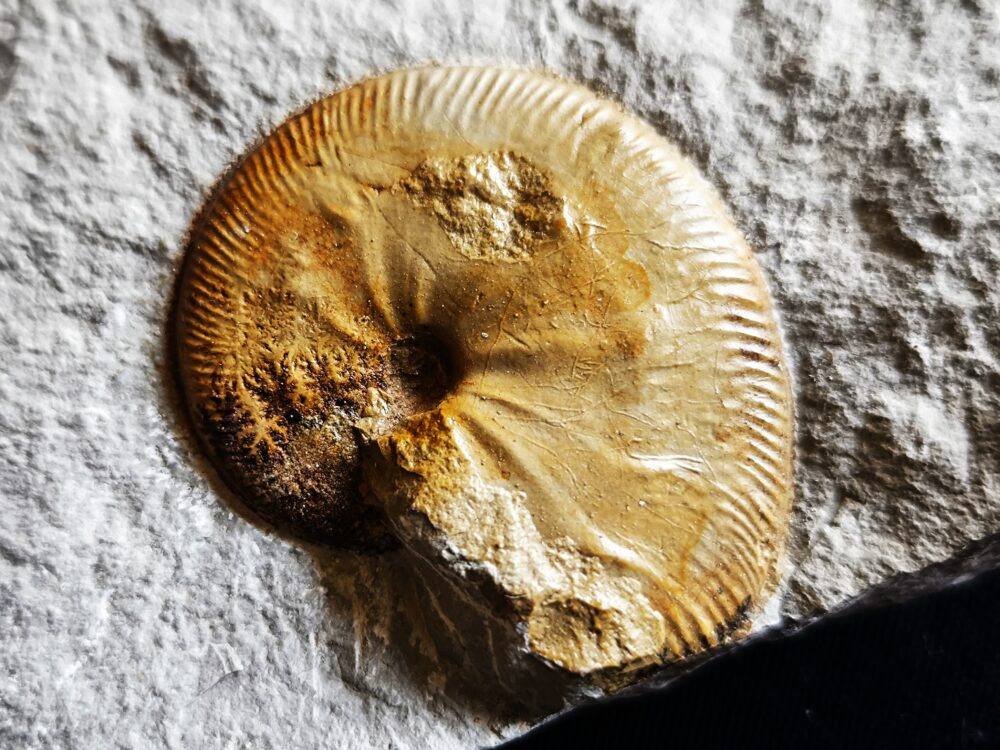 Streblites tenuilobatus in sehr schöner Erhaltung, Malm, Nusplingen, Bäratal