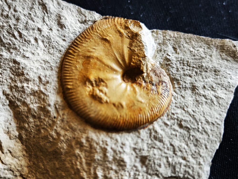 Streblites tenuilobatus in sehr schöner Erhaltung, Malm, Nusplingen, Bäratal