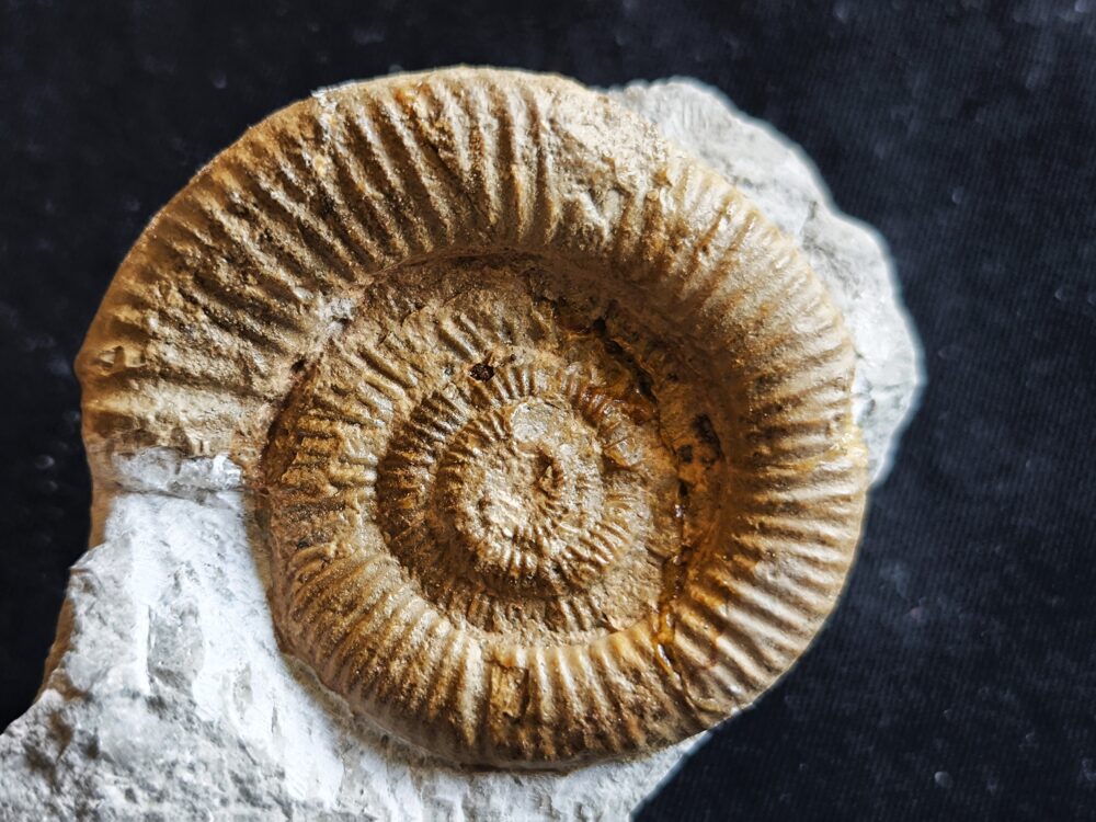 Sehr rar! Nebrodites hospes minor, Malm, Nusplingen, Bäratal  * reserviert *