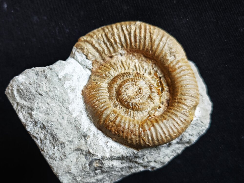 Sehr rar! Nebrodites hospes minor, Malm, Nusplingen, Bäratal  * reserviert *