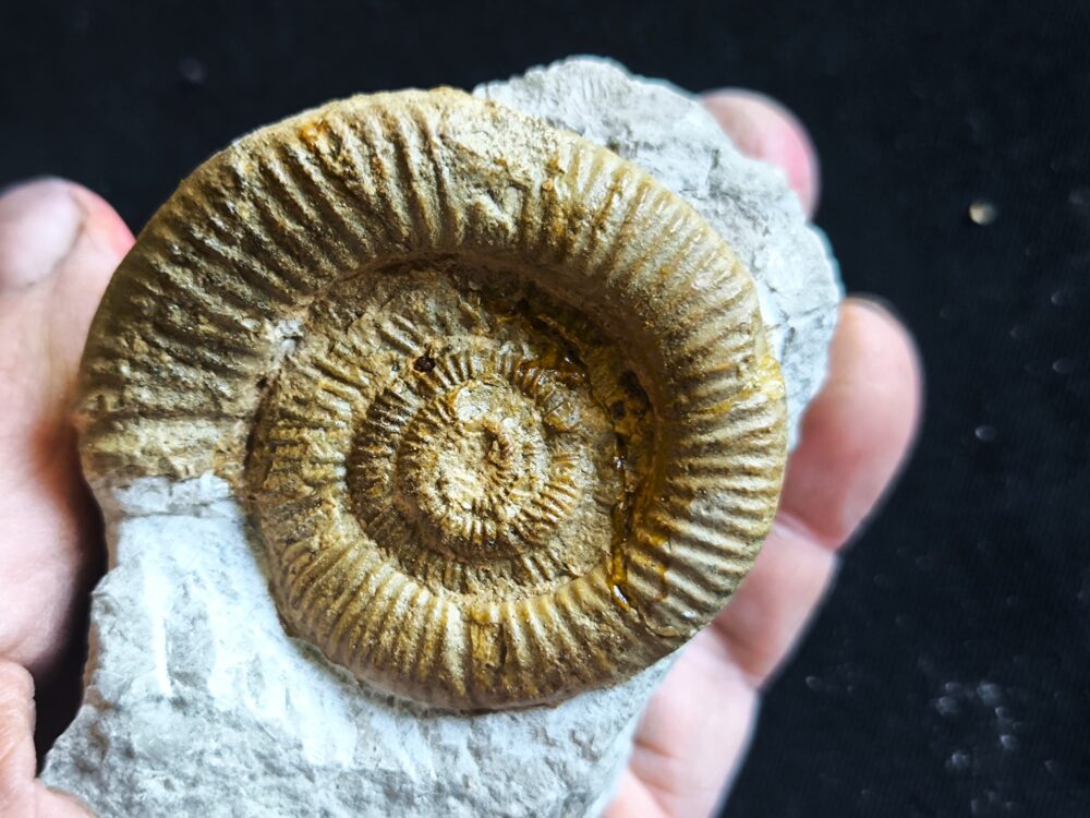 Sehr rar! Nebrodites hospes minor, Malm, Nusplingen, Bäratal  * reserviert *