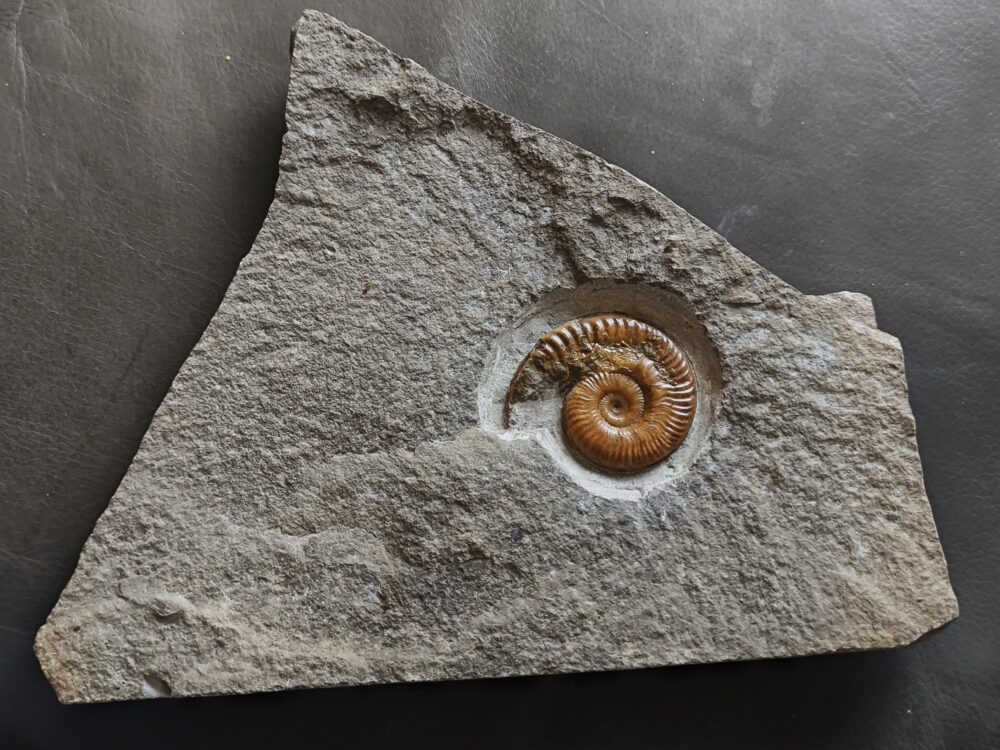 Hildaites murleyi, Lias, Unterstürmig