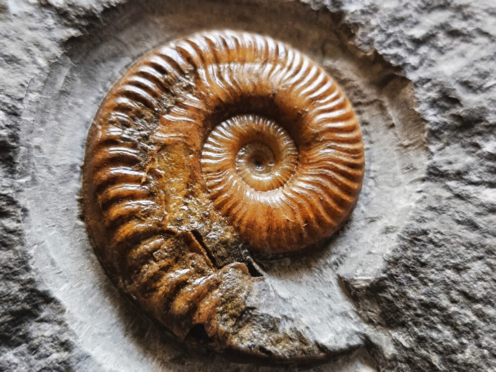 Hildaites murleyi, Lias, Unterstürmig