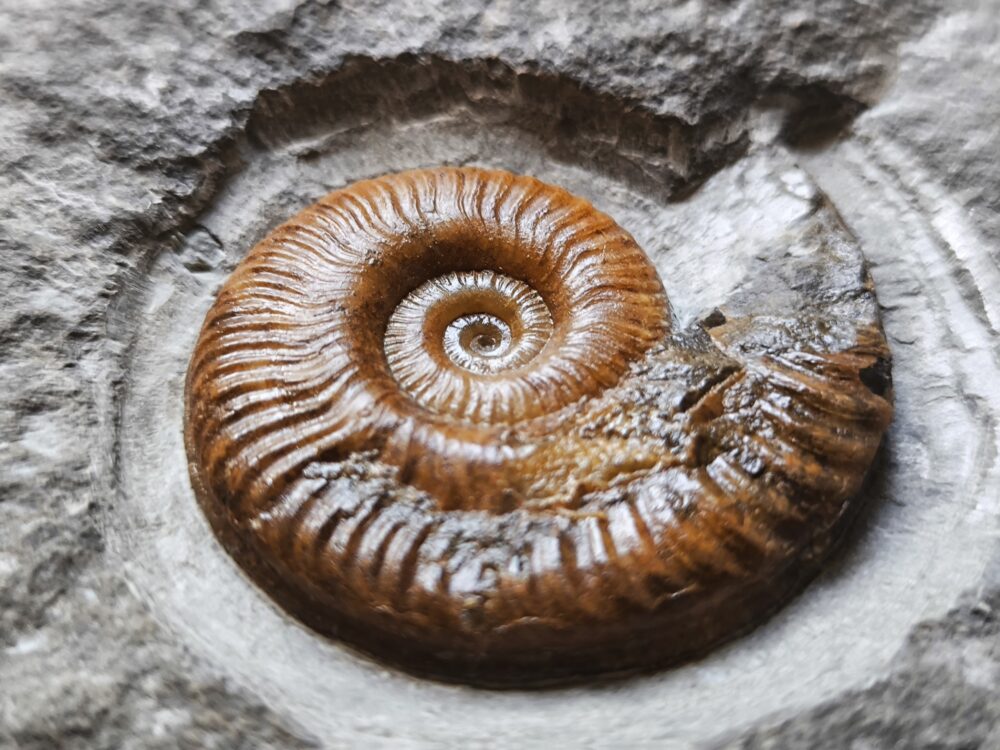 Hildaites murleyi, Lias, Unterstürmig