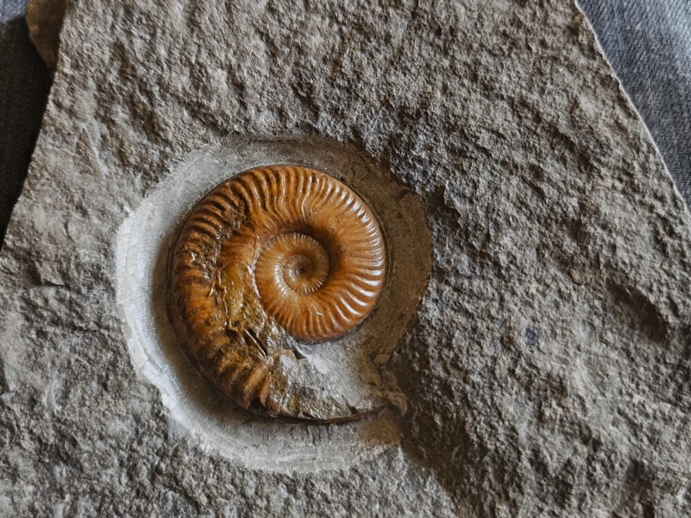 Hildaites murleyi, Lias, Unterstürmig