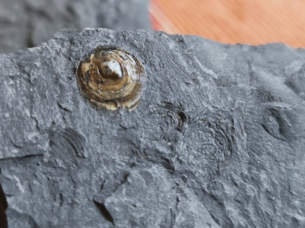 interessante Brachiopode, Discinisca papyracea, Lias, Dotternhausen