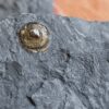 interessante Brachiopode, Discinisca papyracea, Lias, Dotternhausen